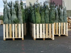 Sapin de noel en box